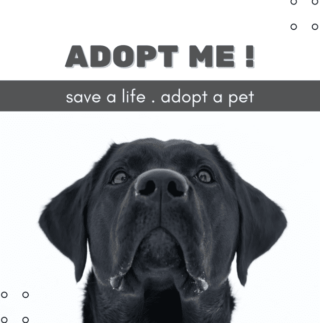 Adopting a Pet